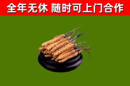 珠晖区烟酒回收冬虫夏草.jpg