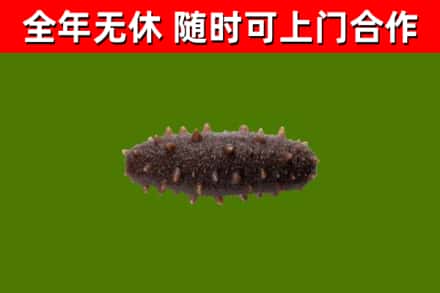 珠晖区回收海参干